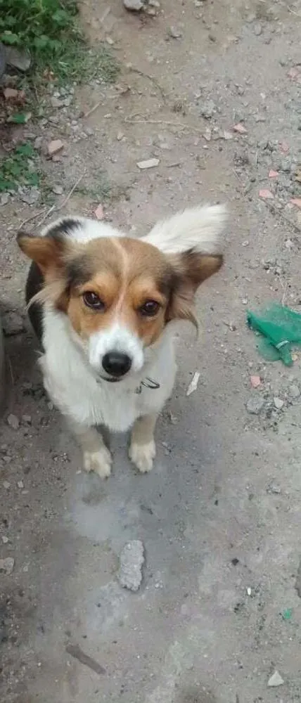 Cachorro raça Desconhecida idade 3 anos nome Nina 