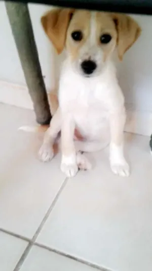 Cachorro raça  idade 2 a 6 meses nome Pitt