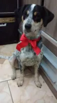 PINTADO 
