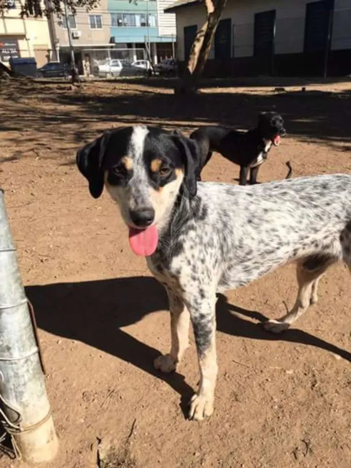 Cachorro ra a SRD idade 1 ano nome PINTADO 