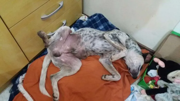 Cachorro ra a SRD idade 1 ano nome PINTADO 
