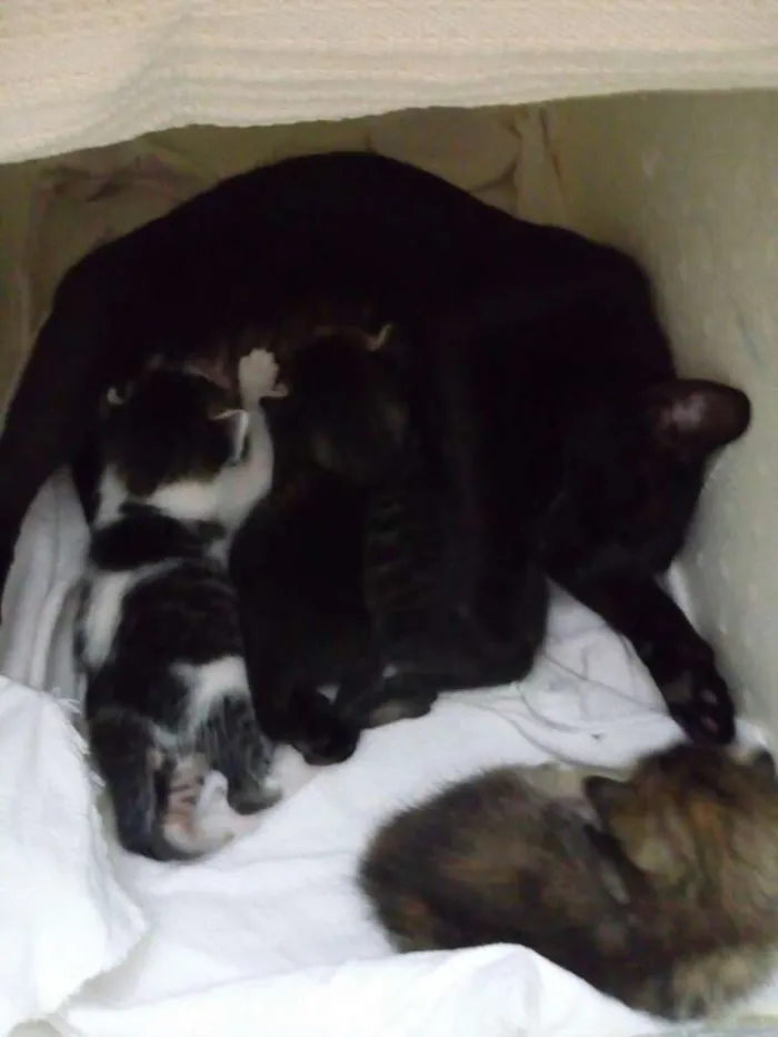 Gato raça  idade Abaixo de 2 meses nome SEM NOME