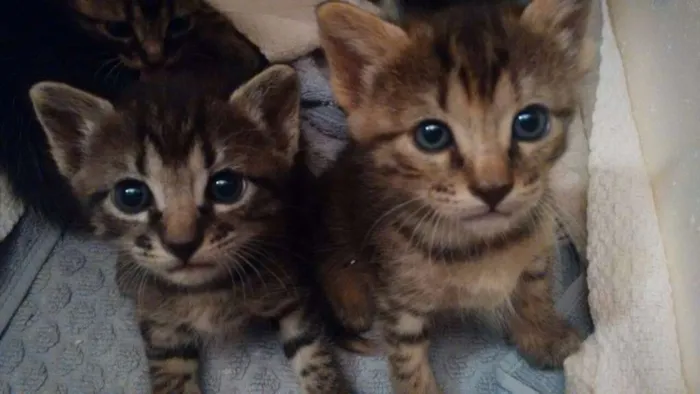 Gato raça  idade Abaixo de 2 meses nome SEM NOME