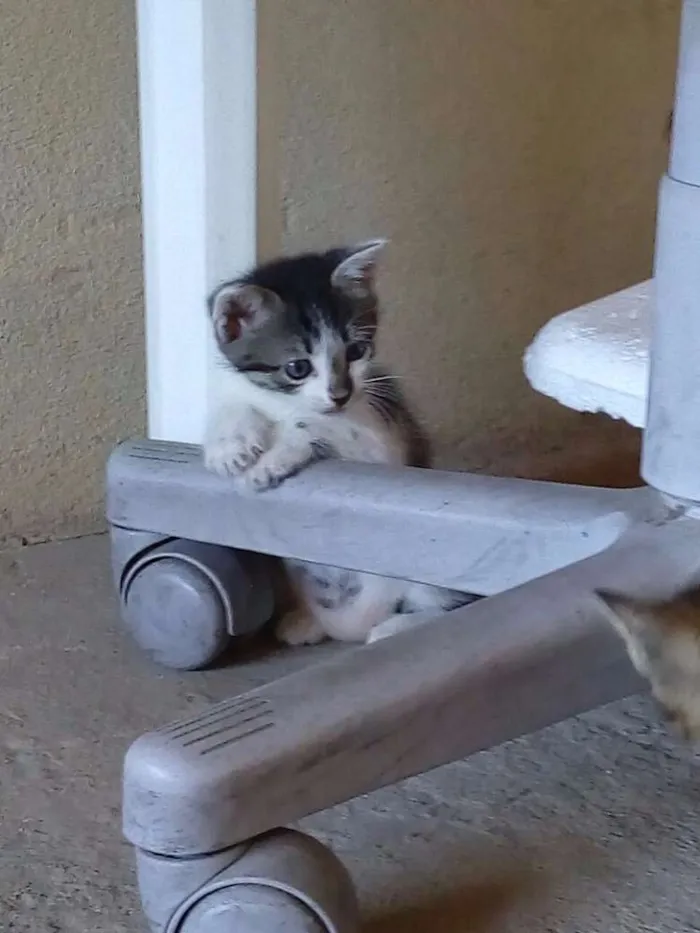 Gato raça  idade Abaixo de 2 meses nome SEM NOME