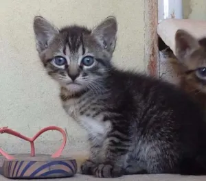 Gato raça  idade Abaixo de 2 meses nome SEM NOME