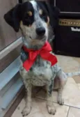 PINTADO 
