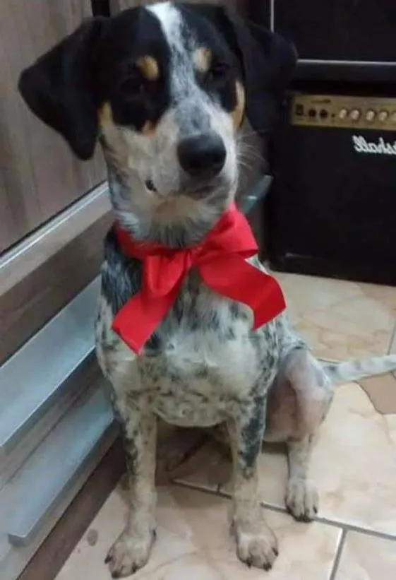 Cachorro ra a SRD idade 1 ano nome PINTADO 