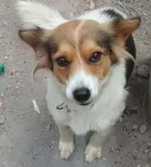 Cachorro raça Desconhecida idade 3 anos nome Nina 