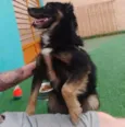 Apolo