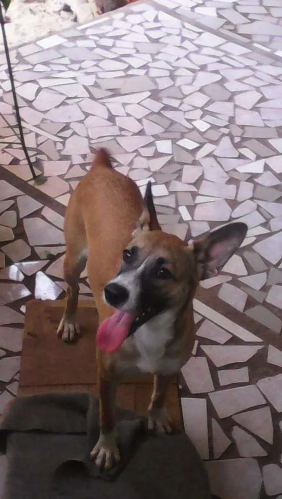 Cachorro ra a Desconhecido idade 7 a 11 meses nome Belinha