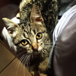 Gato raça SRD idade 2 a 6 meses nome Gatinha