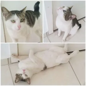 Gato raça SRD idade 1 ano nome Lucca