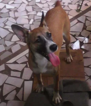 Cachorro raça Desconhecido idade 7 a 11 meses nome Belinha