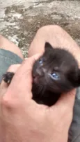 Gato