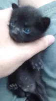 Gato