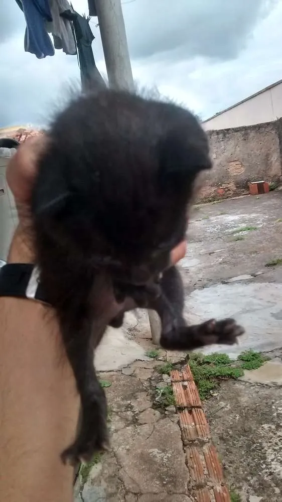 Gato ra a Gato idade Abaixo de 2 meses nome Gato