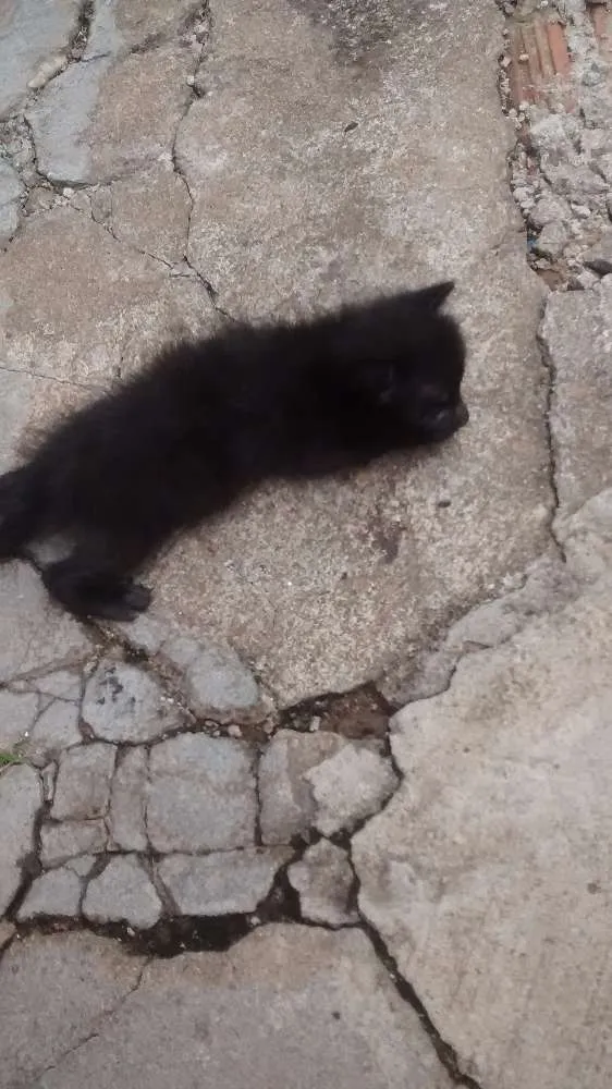 Gato ra a Gato idade Abaixo de 2 meses nome Gato