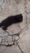 Gato