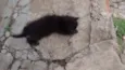Gato