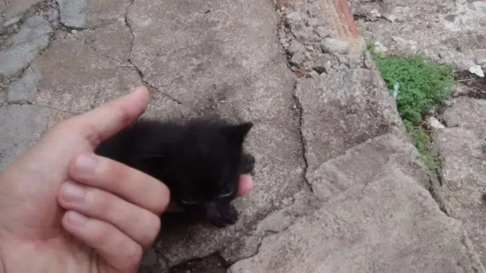 Gato ra a Gato idade Abaixo de 2 meses nome Gato