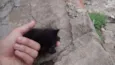 Gato