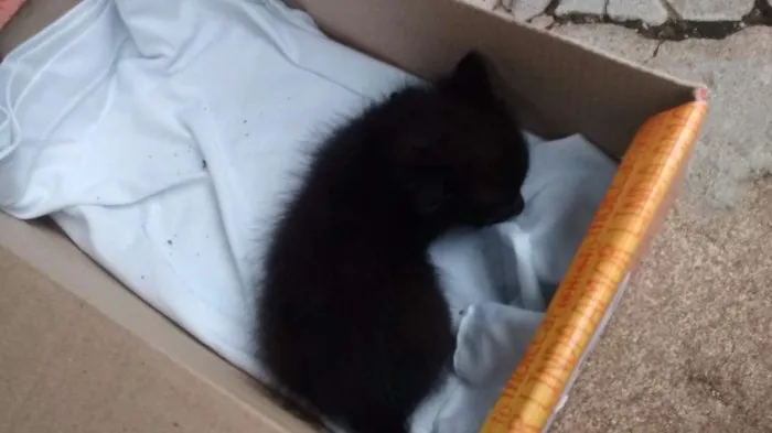 Gato ra a Gato idade Abaixo de 2 meses nome Gato