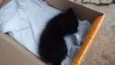 Gato