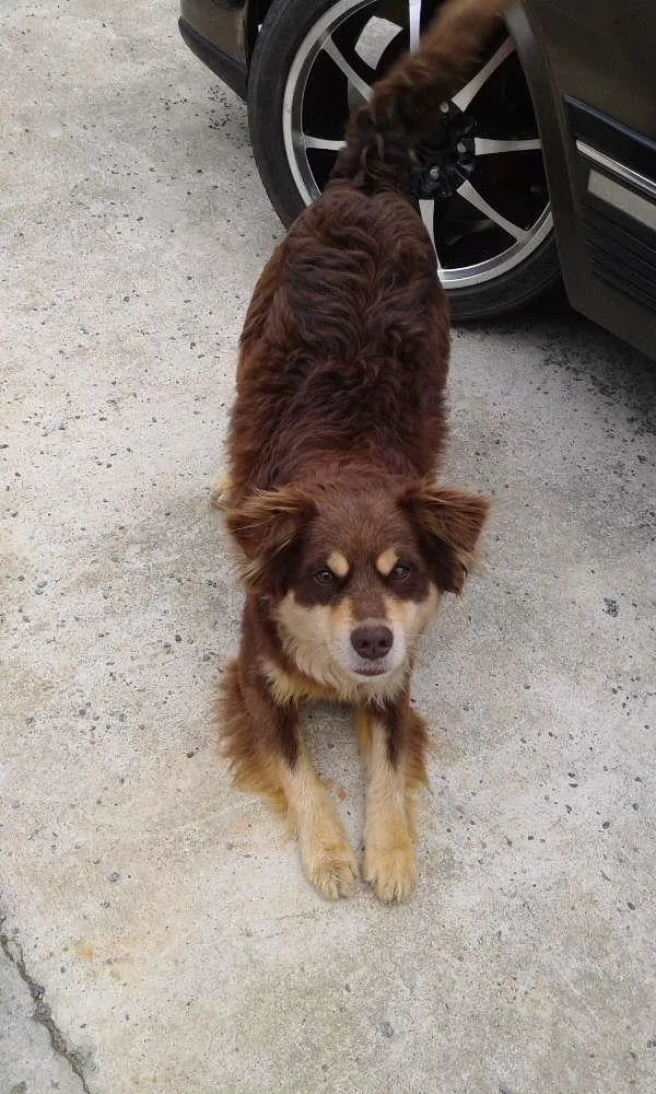 Cachorro raça Não sei idade  nome Não tem