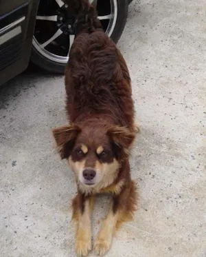 Cachorro raça Não sei idade  nome Não tem