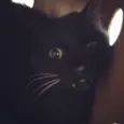 Vamp