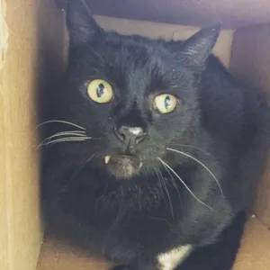 Gato raça SRD idade 4 anos nome Vamp 