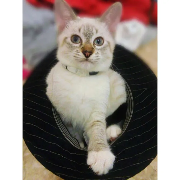 Gato ra a srd idade 2 a 6 meses nome Zheus
