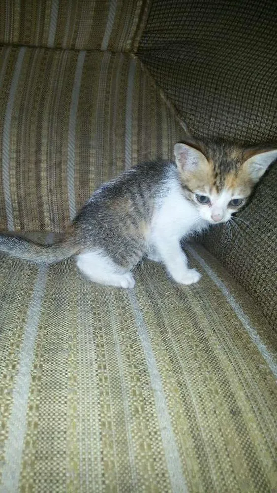 Gato ra a Não  sei informar idade Abaixo de 2 meses nome Não  tem 