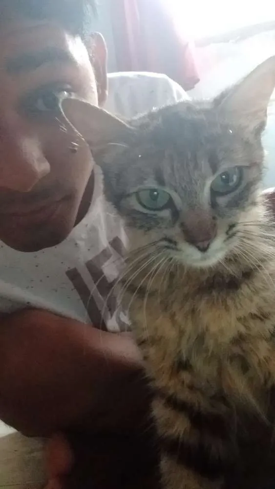 Gato ra a Carente idade  nome Kiara e Kovu