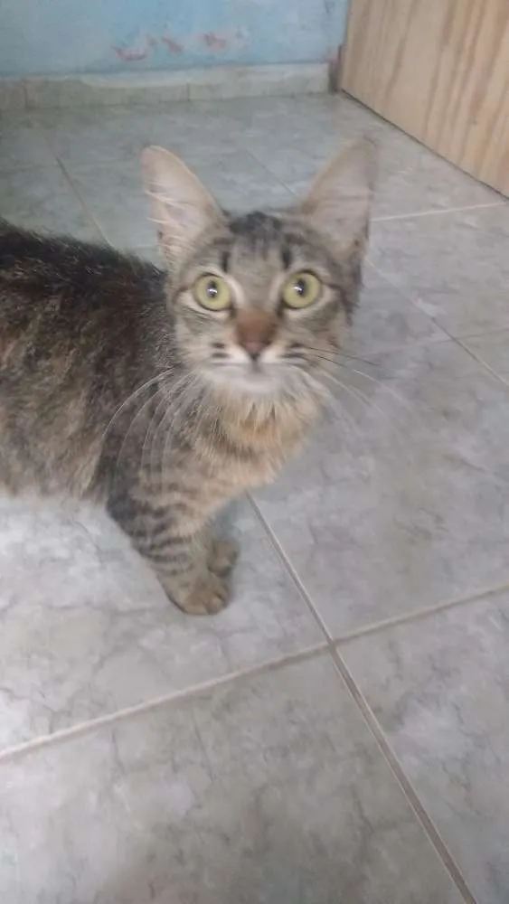 Gato ra a Carente idade  nome Kiara e Kovu