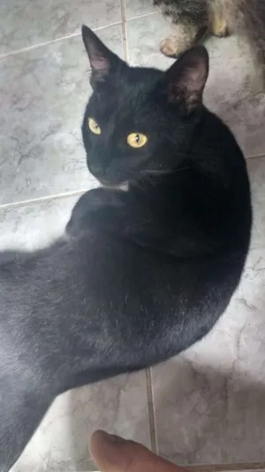 Gato raça Carente idade  nome Kiara e Kovu