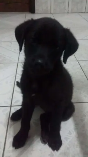 Cachorro raça Não definido  idade 2 a 6 meses nome Nina