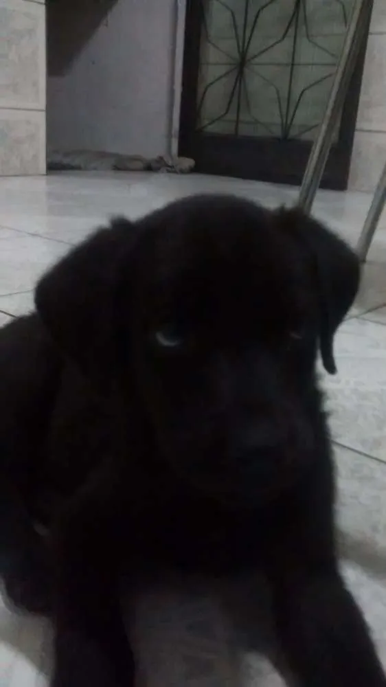 Cachorro raça Não definido  idade 2 a 6 meses nome Nina
