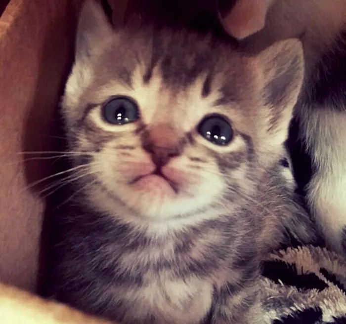Gato ra a SRD idade Abaixo de 2 meses nome Fauna - Pitanga