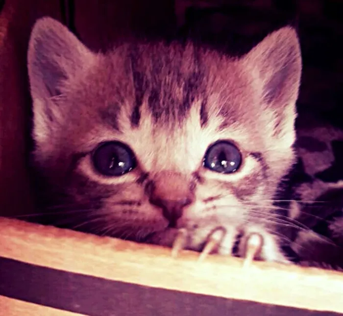 Gato ra a SRD idade Abaixo de 2 meses nome Fauna - Pitanga