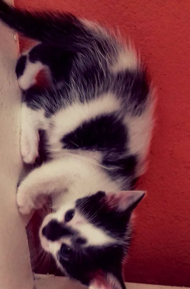 Gato ra a SRD idade Abaixo de 2 meses nome Fauna - Pitanga