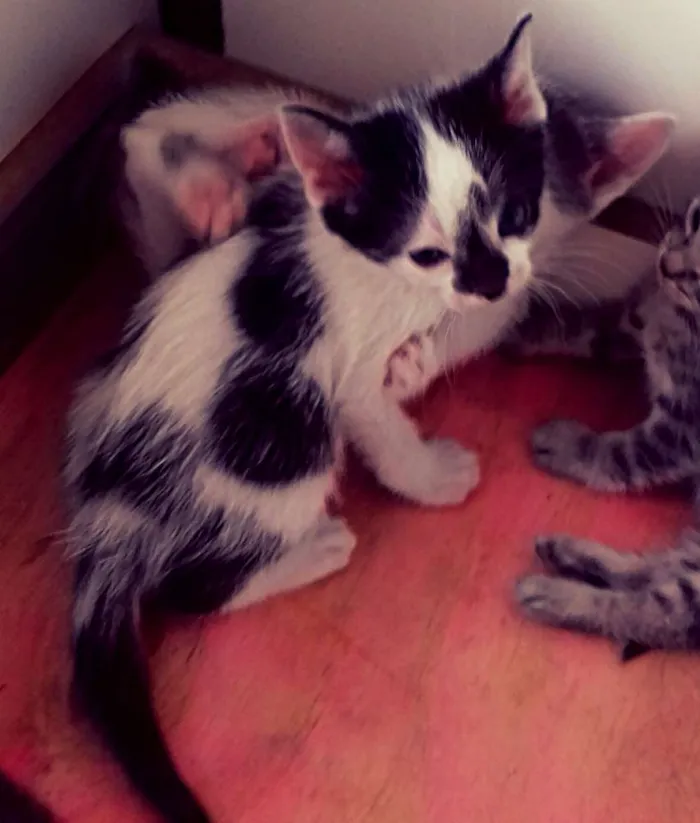 Gato ra a SRD idade Abaixo de 2 meses nome Fauna - Pitanga