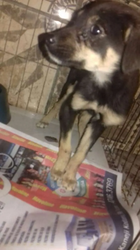 Cachorro ra a srd idade Abaixo de 2 meses nome Sem nome