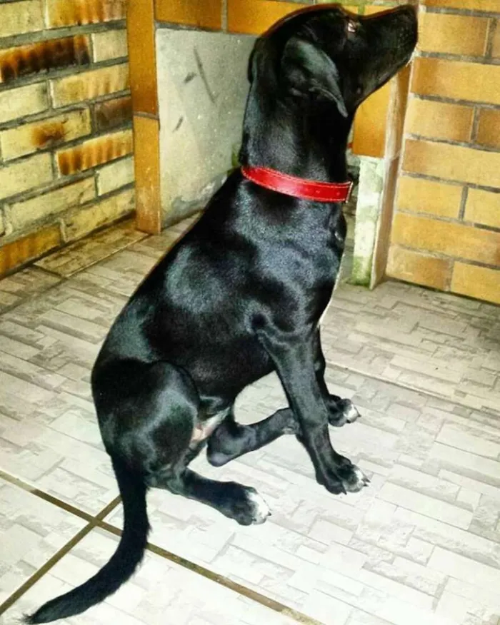 Cachorro ra a Labrador idade 7 a 11 meses nome Stella