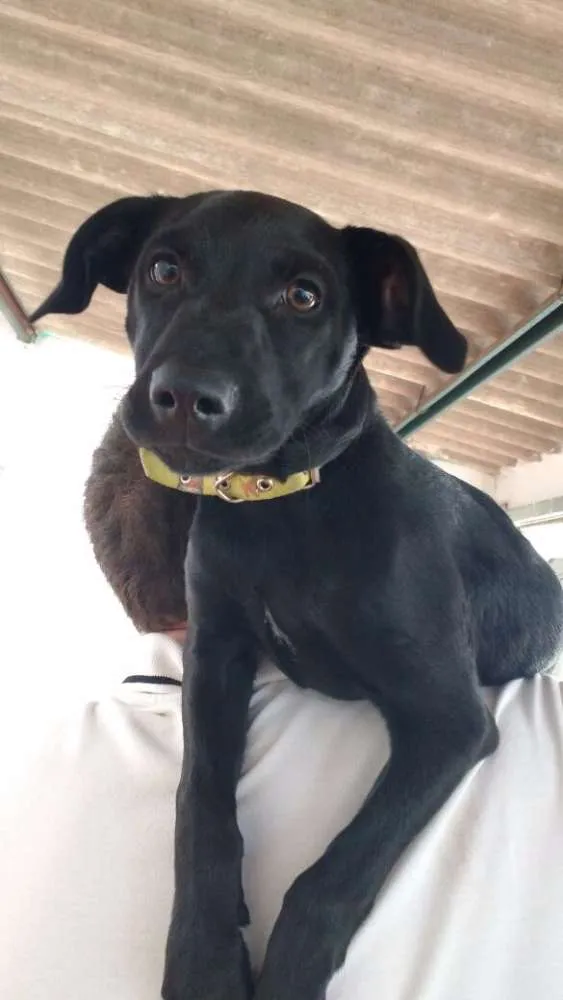 Cachorro ra a Vira Lata idade 2 a 6 meses nome Nymeria