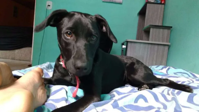 Cachorro ra a Vira Lata idade 2 a 6 meses nome Nymeria