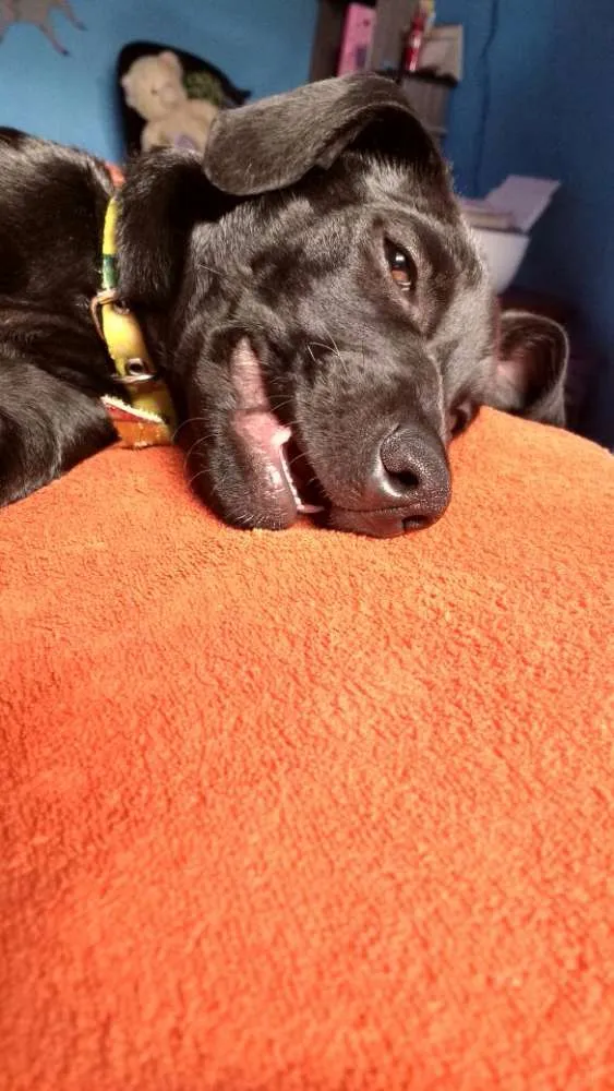 Cachorro ra a Vira Lata idade 2 a 6 meses nome Nymeria