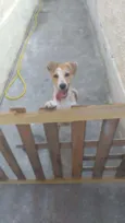 Toby