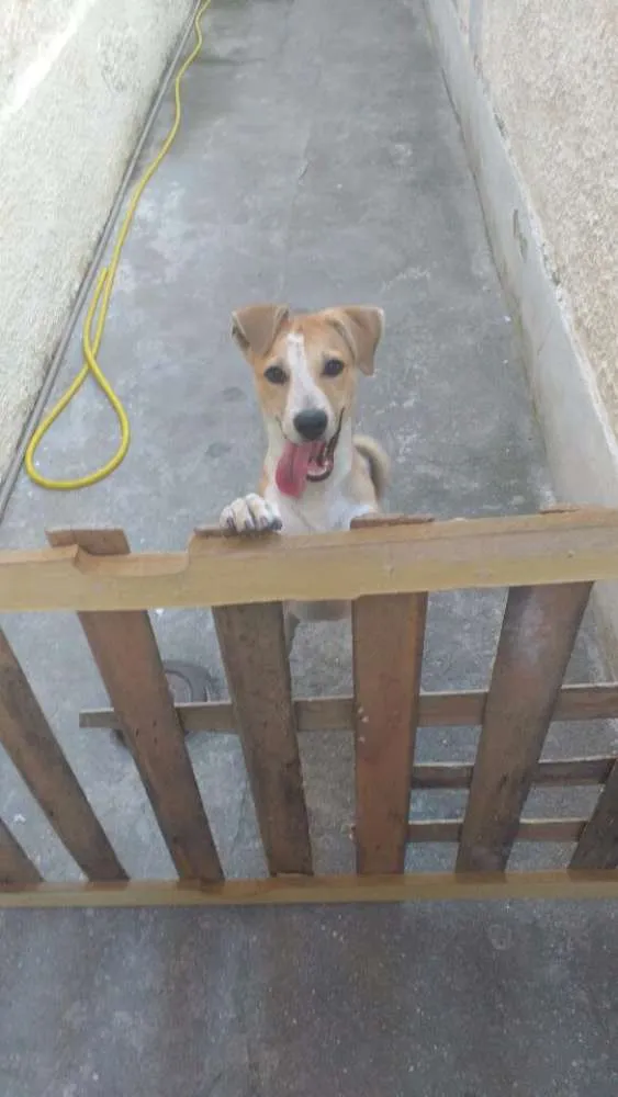 Cachorro ra a SRD (labrador misturado com outra raça) idade 2 a 6 meses nome Toby