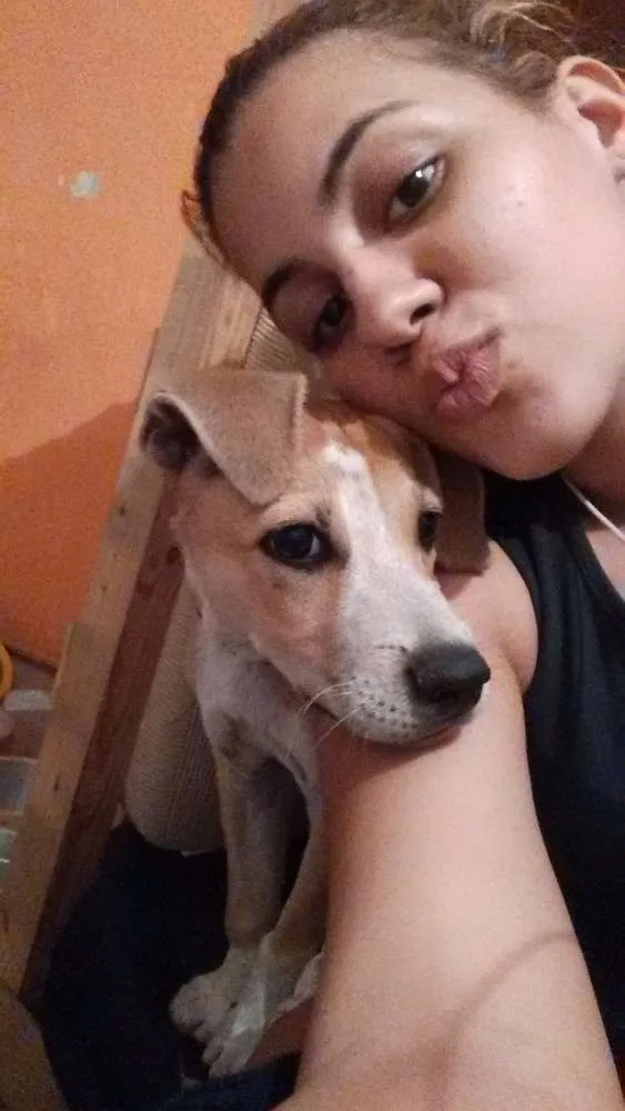 Cachorro ra a SRD (labrador misturado com outra raça) idade 2 a 6 meses nome Toby
